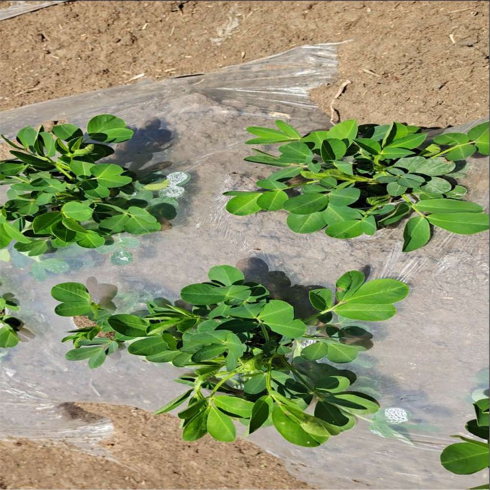 Pellicola di plastica per serr - Farming Agriculture recensione e prezzo